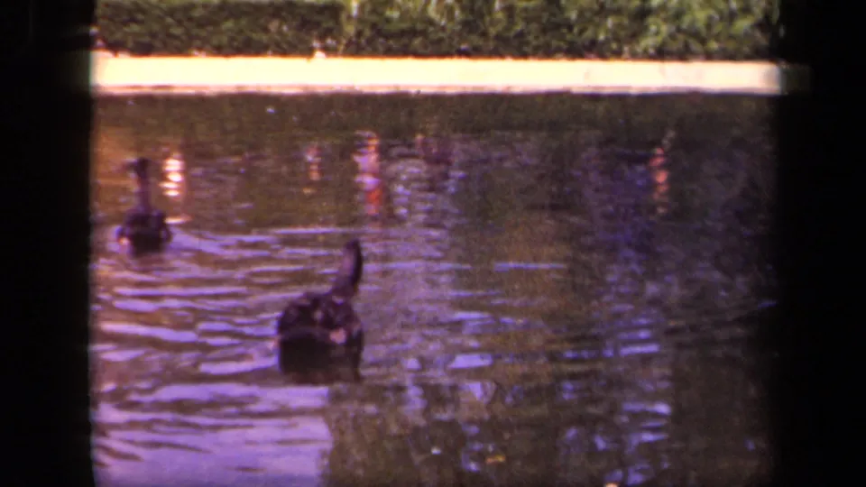Black swans appear at different distances on a reflective zoo pond, framed by the home-movie camera.