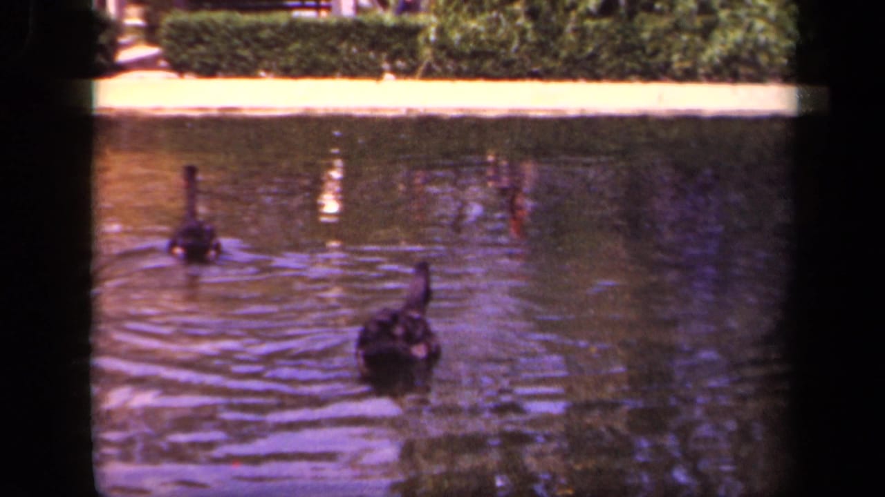 Two black swans swim on a pond near a clipped hedge and pale pond edge.