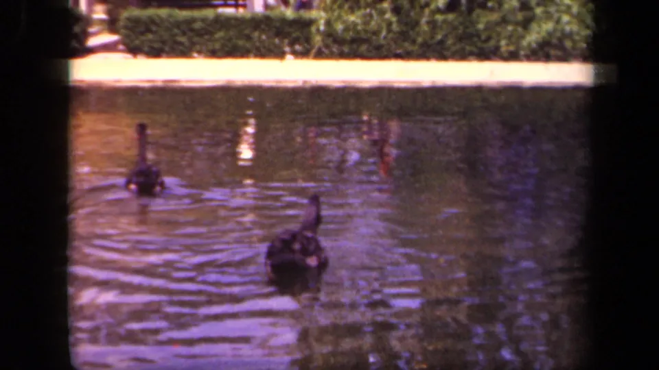 1943 Washington DC home-movie frame showing two black swans moving across a formal garden pond with ripples behind them.