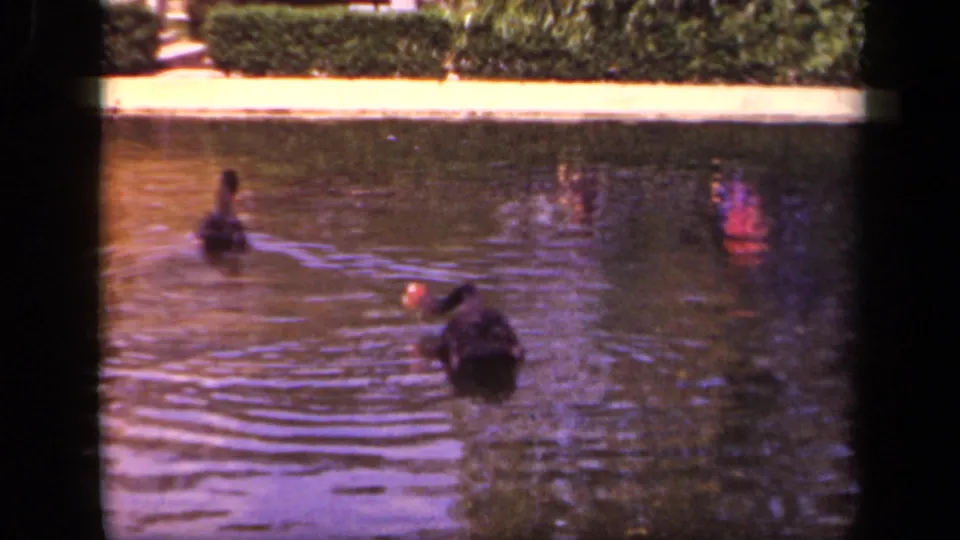 1943 Washington DC 8mm frame with one black swan approaching in the foreground and another farther back on the pond.