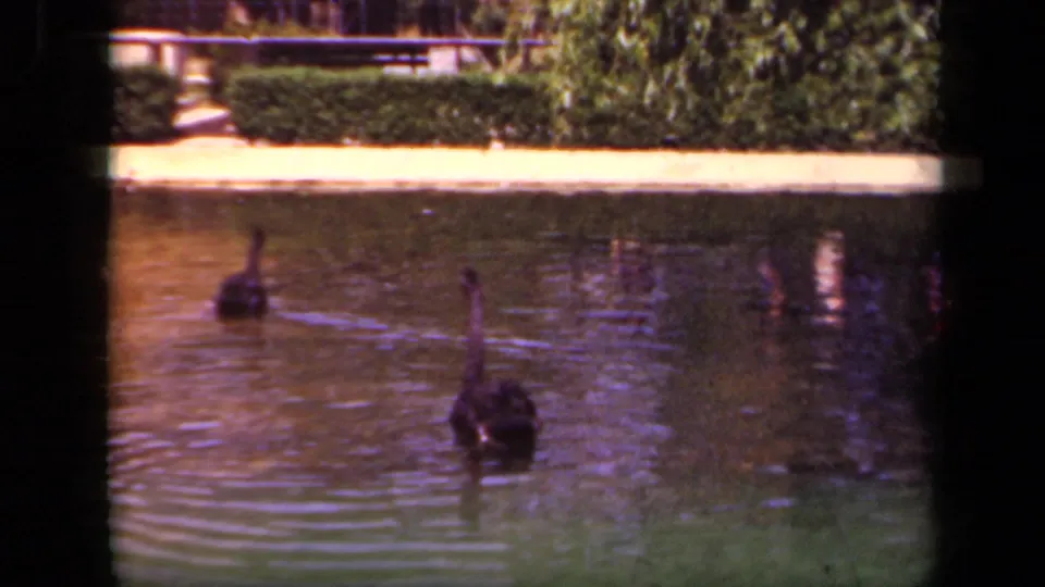 1943 Washington DC home-movie frame showing two black swans separated across a formal pond with soft 8mm color and grain.