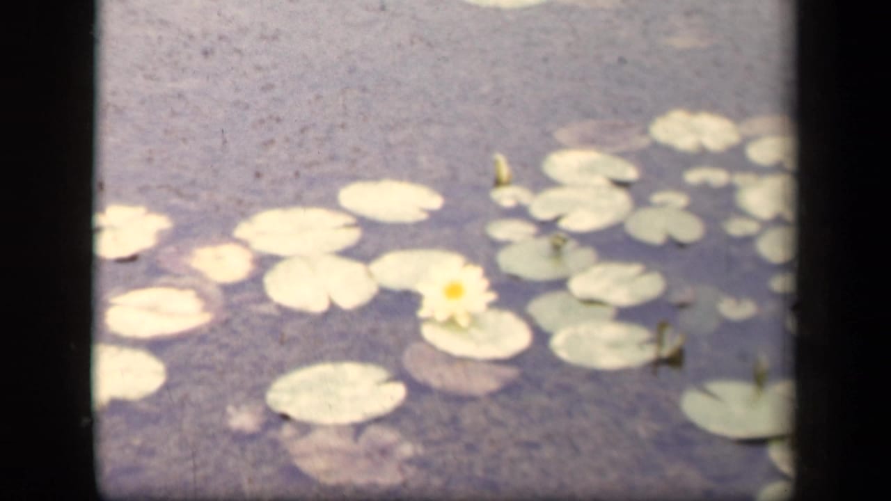 White water lily and lily pads floating on still pond water.