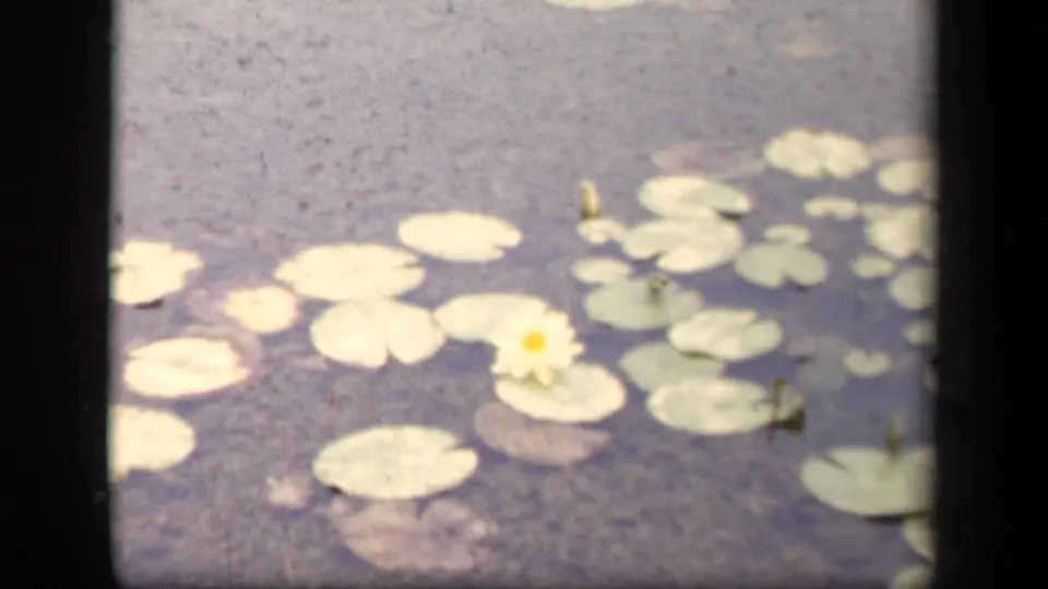 White water lily with a yellow center floating among lily pads in a Washington, DC pond scene identified by clip metadata.