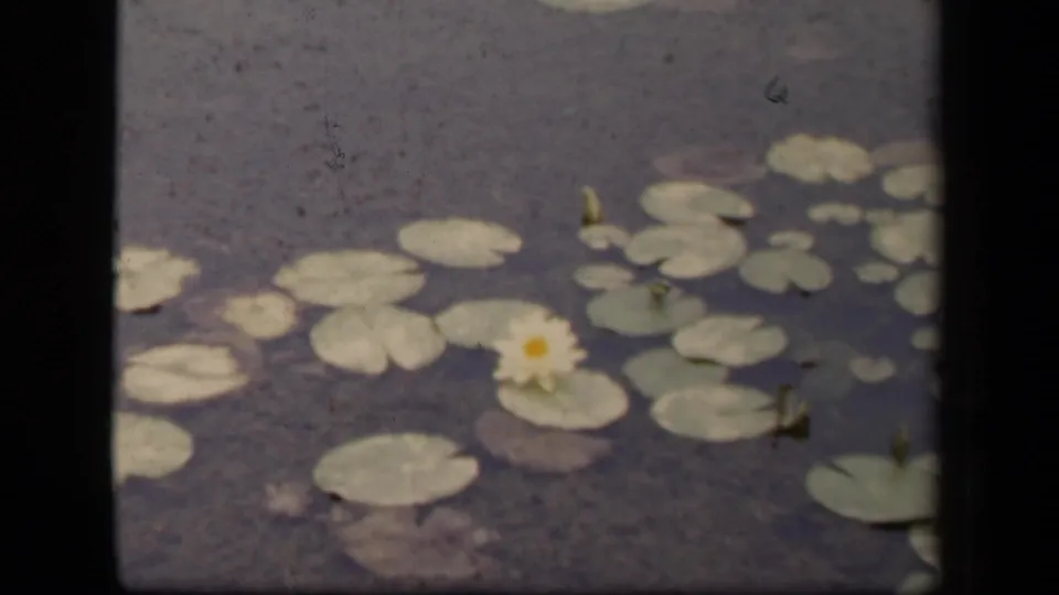 Soft 8mm view of lily pads and a white water lily on still water, presented as 1943 Washington, DC home-movie footage.