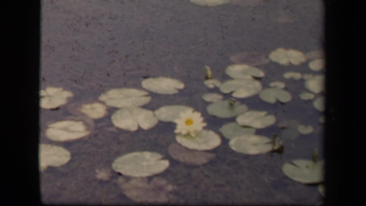 1943 Washington, DC 8mm frame showing lily pads on dark water with a pale water lily and visible film border.