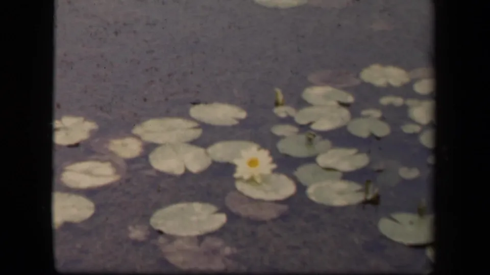 1943 Washington, DC 8mm frame showing lily pads on dark water with a pale water lily and visible film border.