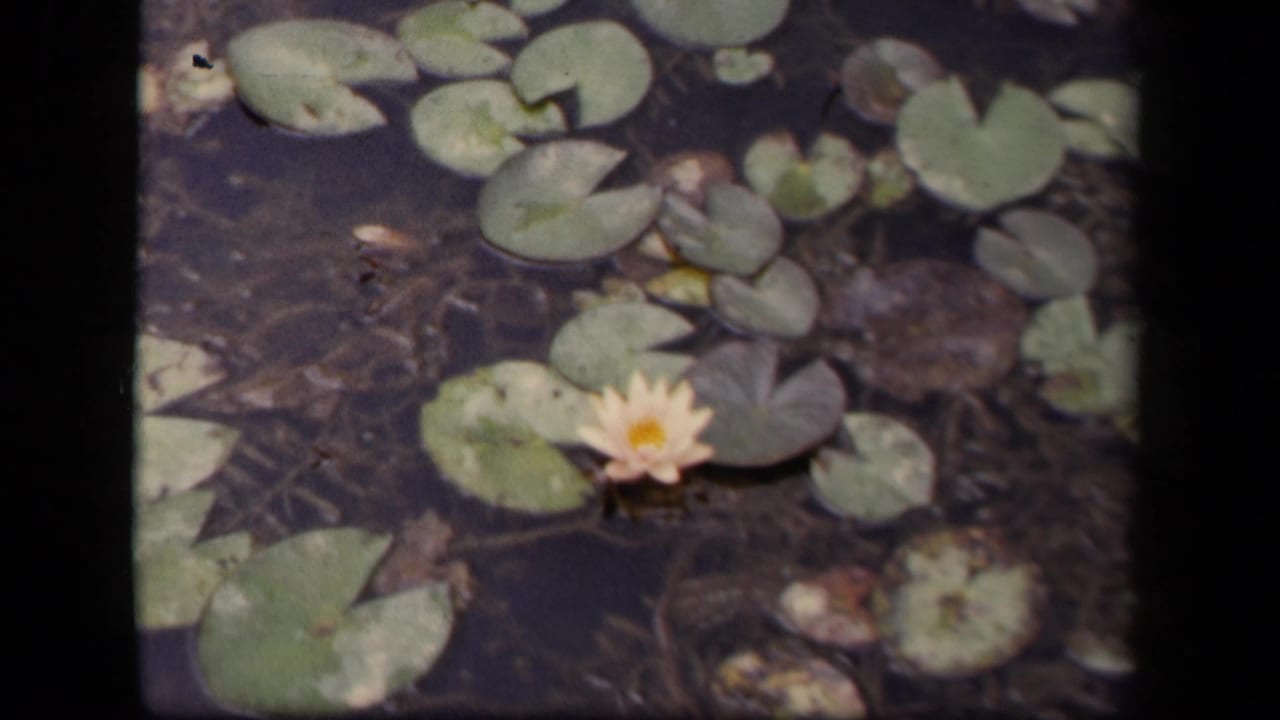 Close view of lily pads clustered around a pale water lily on dark water.
