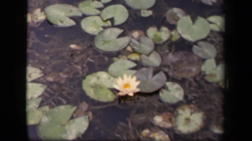 1943 Washington, DC 8mm frame showing a closer view of a pale water lily, rounded pads, and shadowed pond water.