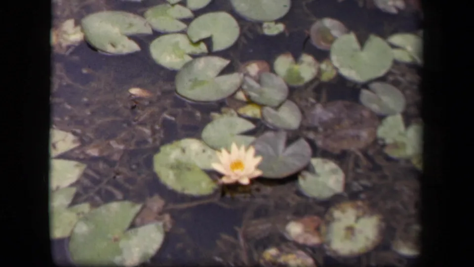 1943 Washington, DC 8mm frame with a pale water lily low in frame and lily pads scattered over dark water.
