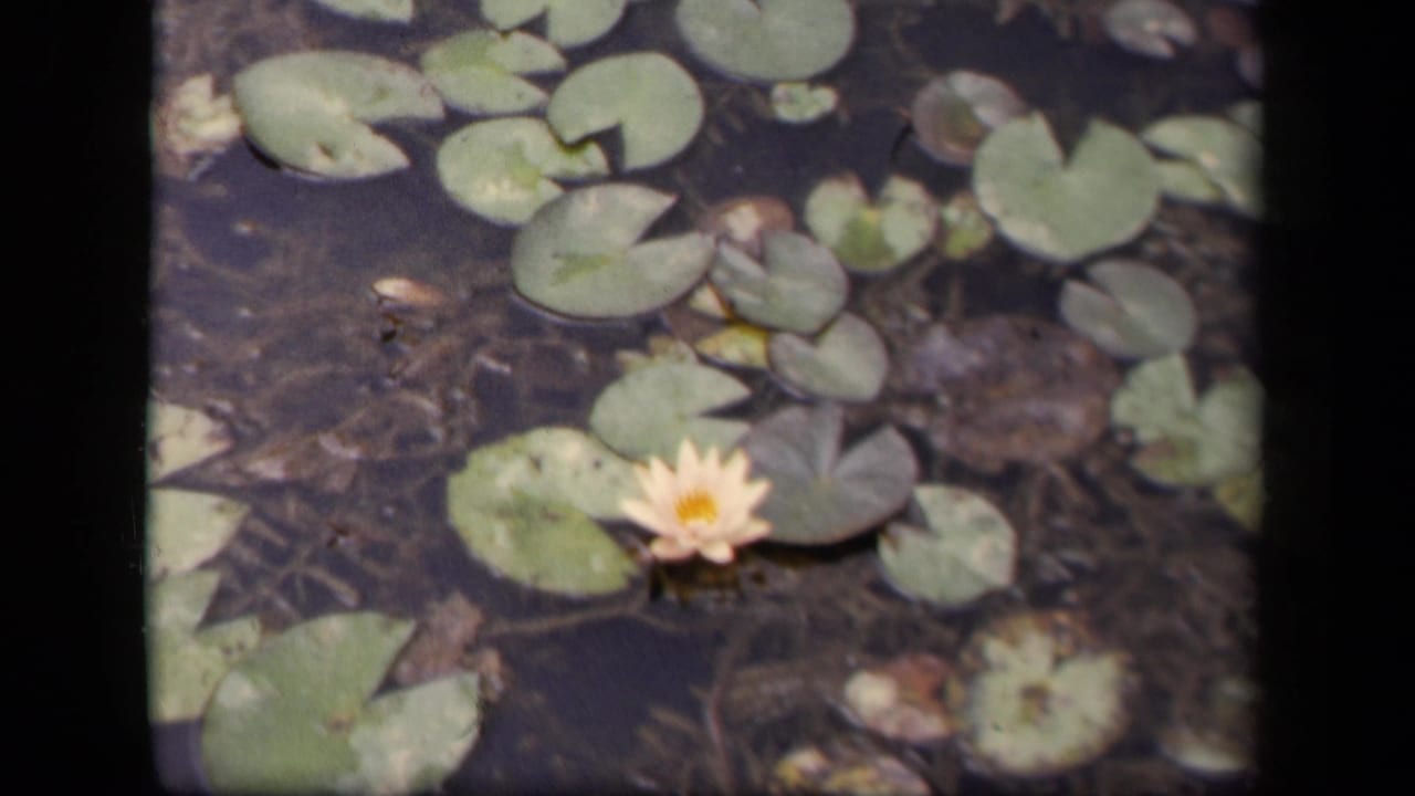 A yellow water lily blooms among green lily pads in a 1943 Washington, DC 8mm home-movie pond view.