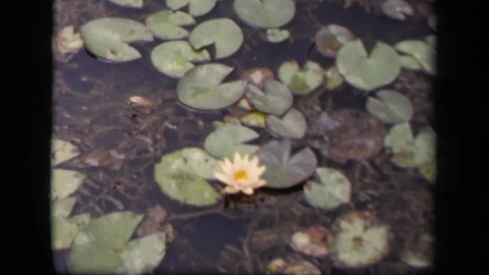 A yellow water lily blooms among green lily pads in a 1943 Washington, DC 8mm home-movie pond view.