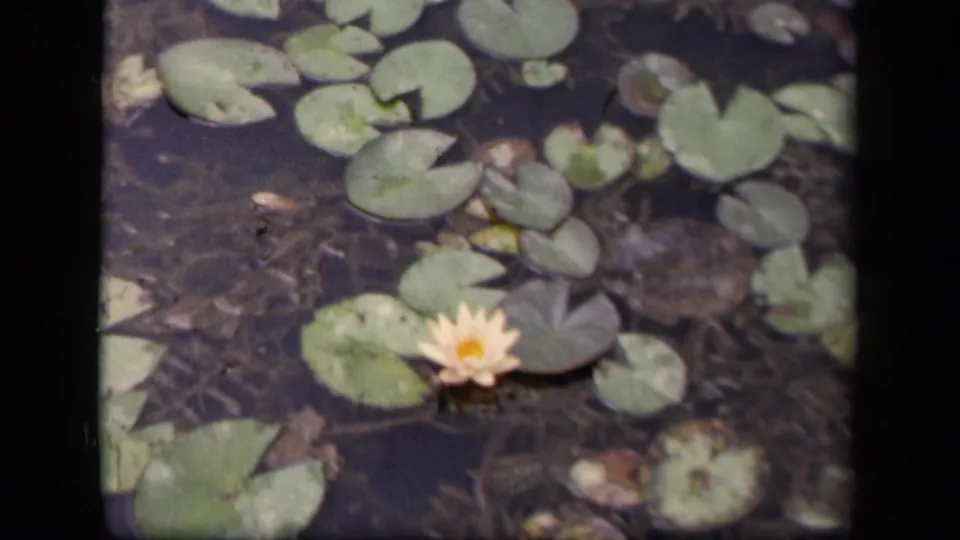 The pond view holds on a yellow water lily set amid lily pads, with visible 8mm frame borders and muted color.