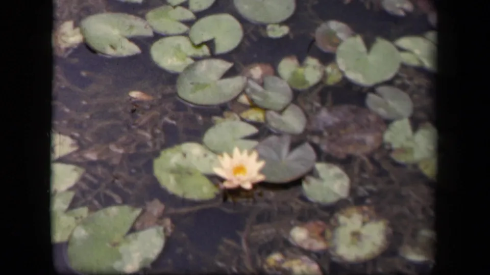 A softly focused 1943 Washington, DC pond shot shows a yellow lily low in the frame among clustered lily pads.