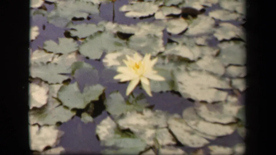 A pale yellow water lily appears larger in frame, surrounded by dense lily pads on dark still water.