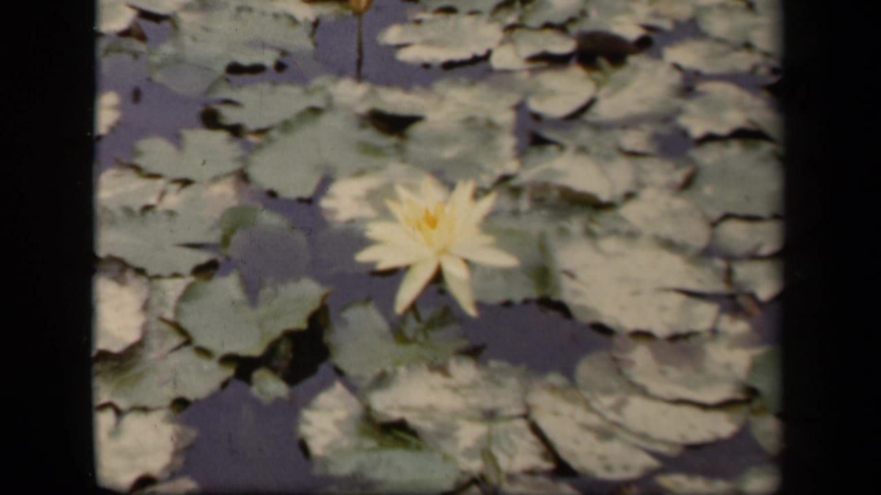 Pale yellow water lily among green lily pads on dark pond water.