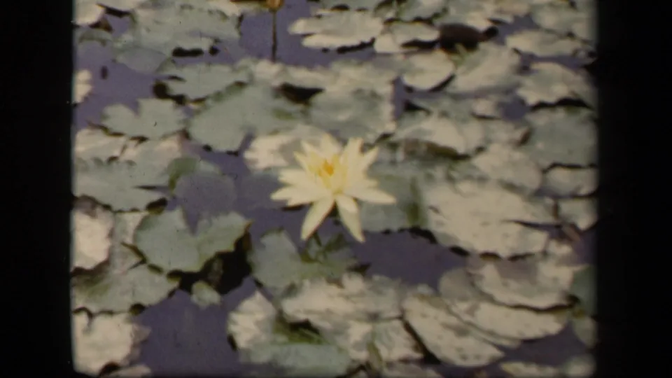 1943 Washington, DC home-movie frame showing a pale yellow water lily surrounded by lily pads on a shaded pond.