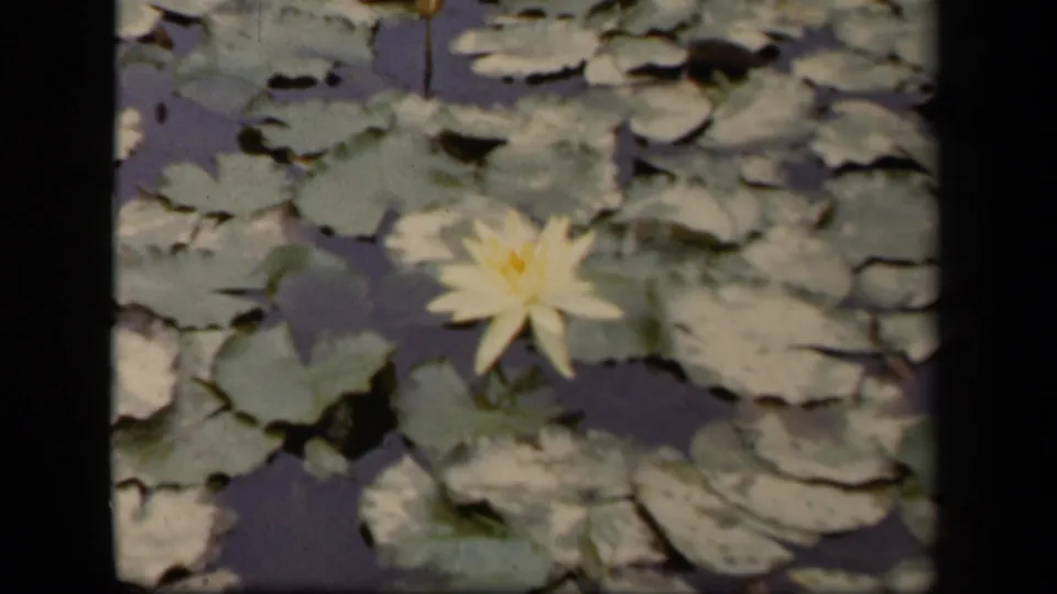 1943 Washington, DC pond close-up with a pale water lily set among overlapping lily pads and muted 8mm color.