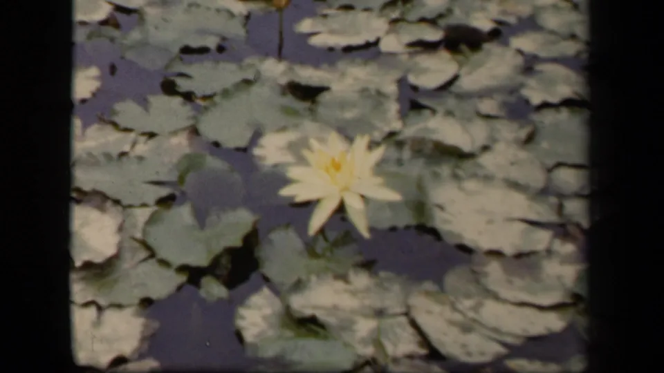 1943 Washington, DC home-movie still with the water lily lower in frame and dense lily pads across the pond surface.
