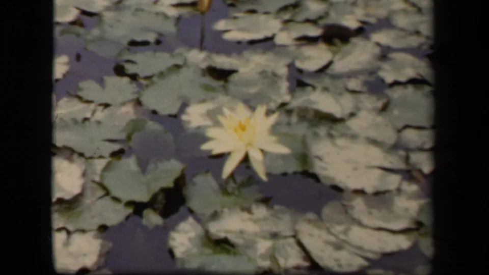 1943 Washington, DC frame showing a centered pale yellow water lily and dense lily pads in soft, grainy 8mm color.
