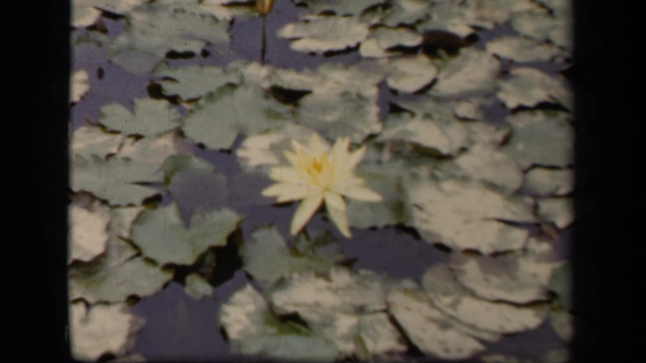 A yellow water lily blooms among lily pads in 1943 Washington, DC home-movie pond footage.