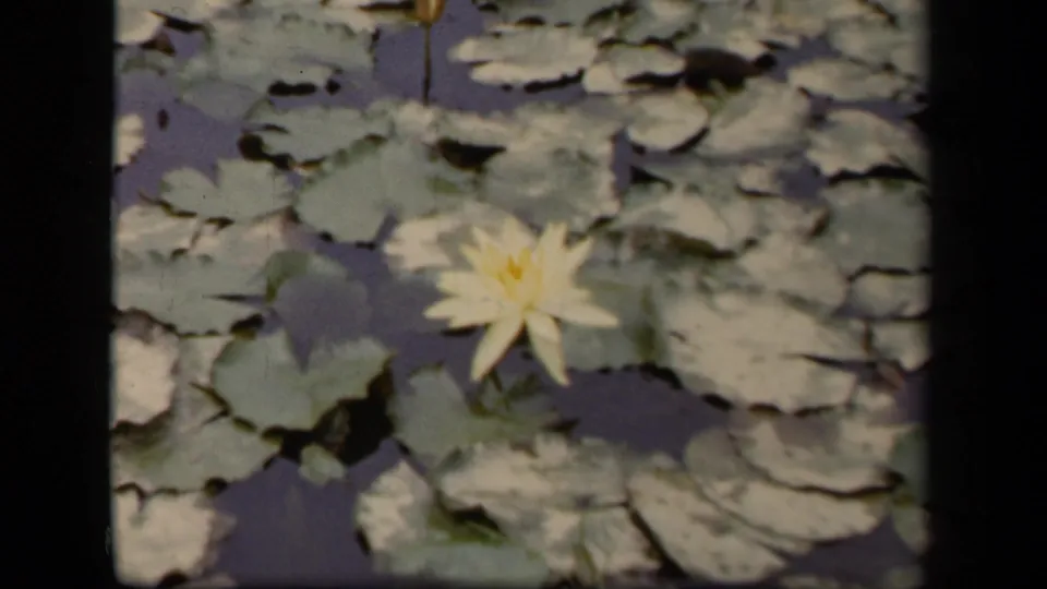 A yellow water lily blooms among lily pads in 1943 Washington, DC home-movie pond footage.