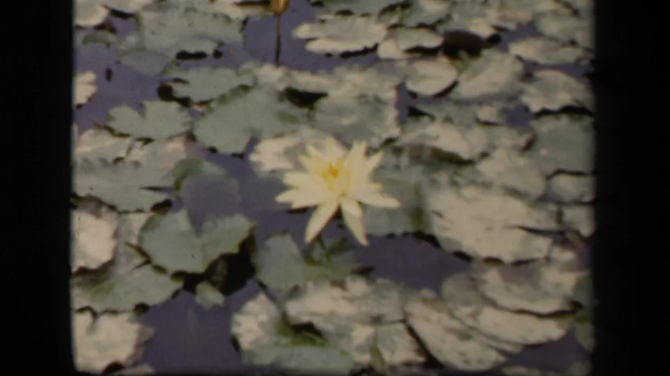 Close pond view of a yellow water lily and surrounding lily pads in vintage 8mm footage from Washington, DC.