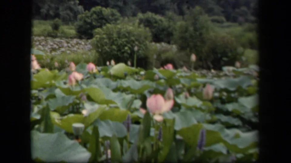 A wider 1943 Washington, DC pond view shows green lotus leaves, pink buds, and trees in soft 8mm color.