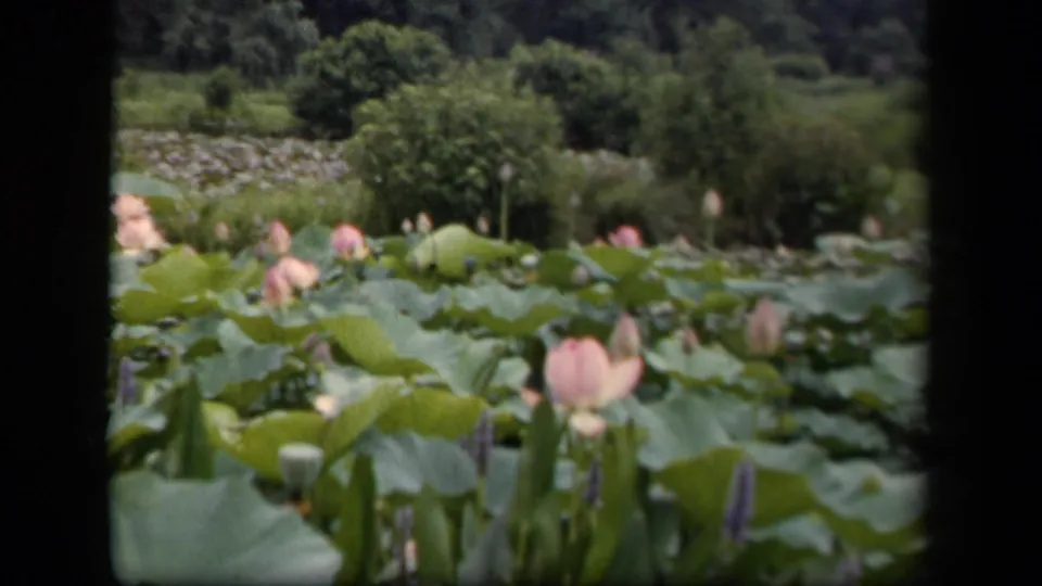 Vintage 8mm view of a lotus pond in Washington, DC, with pink buds, broad leaves, and a tree-lined background.