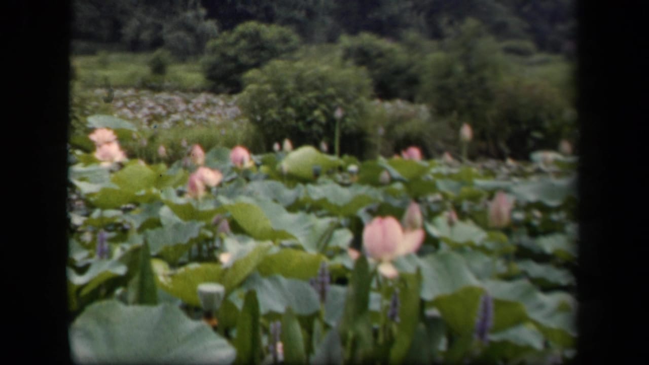 1943 Washington, DC 8mm frame showing a lotus pond with pink blooms, broad green leaves, and dense garden planting in the background.