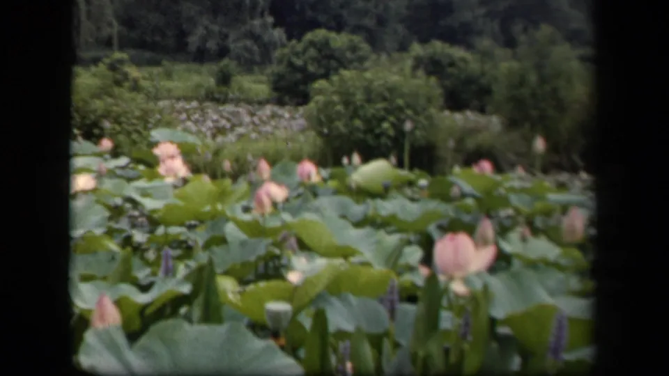 1943 Washington, DC home-movie frame of pink lotus blooms and large green pond leaves seen from a fixed garden viewpoint.