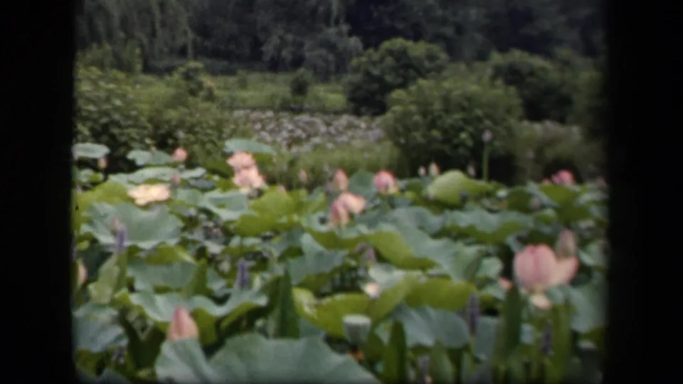 Soft 8mm frame from 1943 Washington, DC showing a lotus-filled pond with pink flowers, broad leaves, shrubs, and trees.
