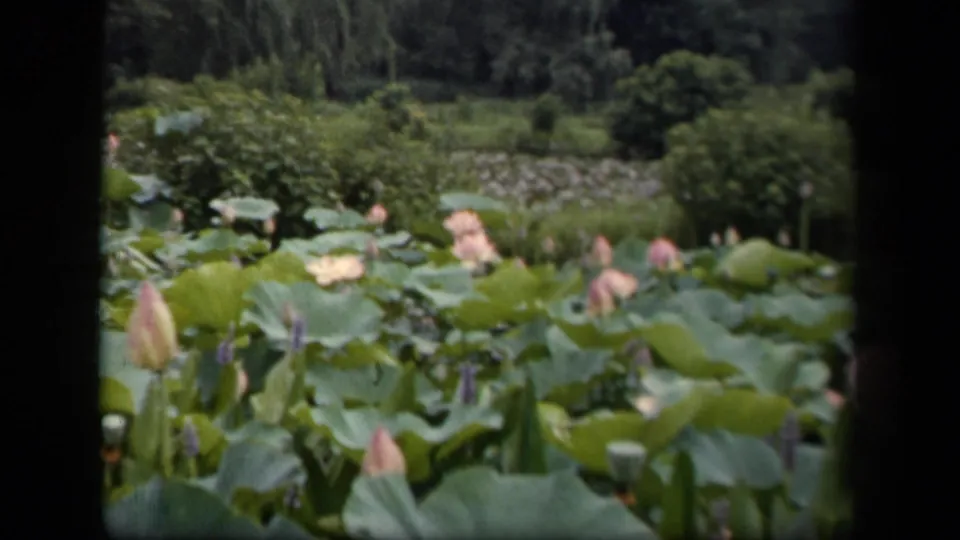 1943 Washington, DC 8mm still of a lotus pond with pink buds and flowers among dense green leaves and background trees.