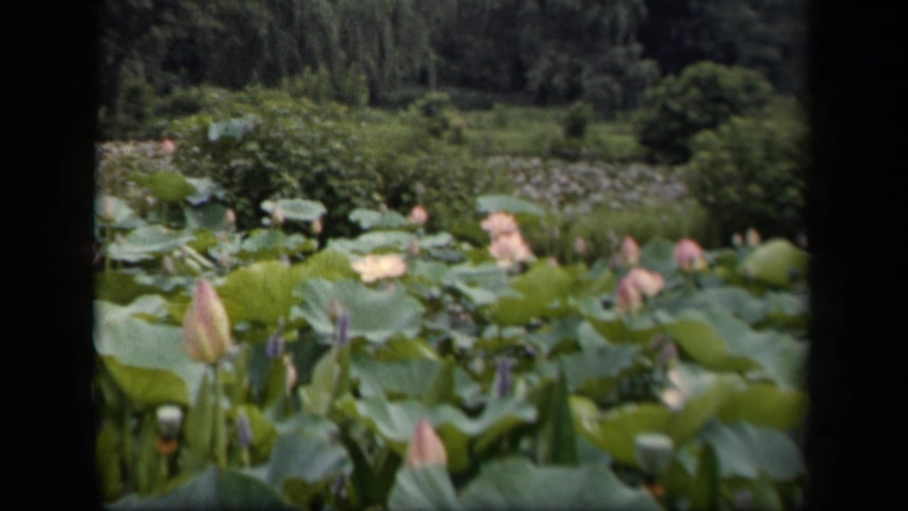1943 Washington, DC 8mm frame showing pale pink lily buds, green lily pads, pond water, and soft garden foliage beyond.