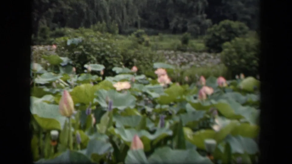 1943 Washington, DC 8mm frame showing pale pink lily buds, green lily pads, pond water, and soft garden foliage beyond.
