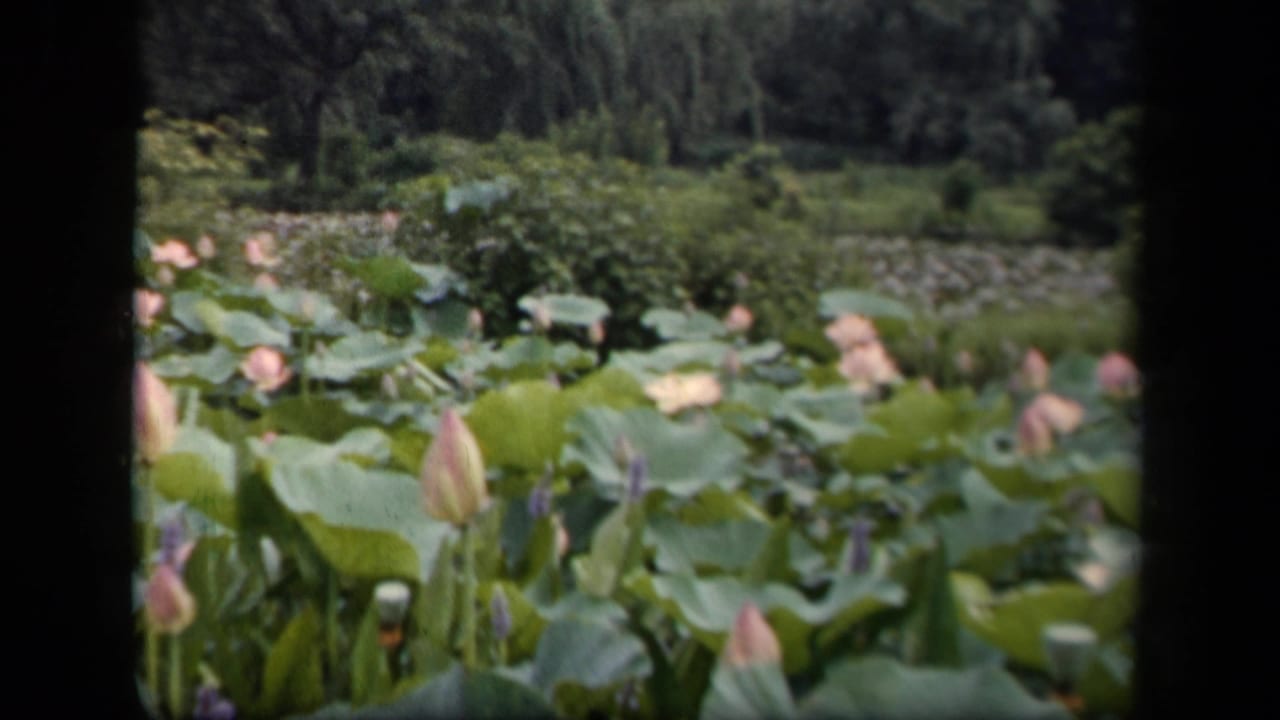 A lotus or lily pond with pink blooms, large green leaves, and trees in the background.