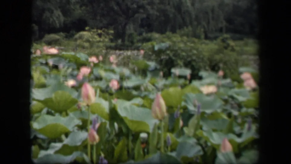 1943 Washington, DC 8mm footage frame with pale pink buds, layered lily pads, pond surface, shrubs, and trees beyond.