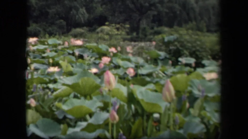 1943 Washington, DC garden pond frame showing pink lilies, rounded green pads, water, shrubs, and dark 8mm border shadows.