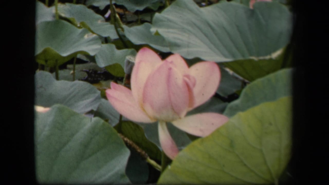 Pink lotus flower among broad green lily pads on a pond.