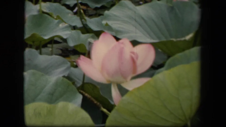 1943 Washington, DC 8mm frame with a pale pink lotus bloom set against overlapping green lily pads on pond water.