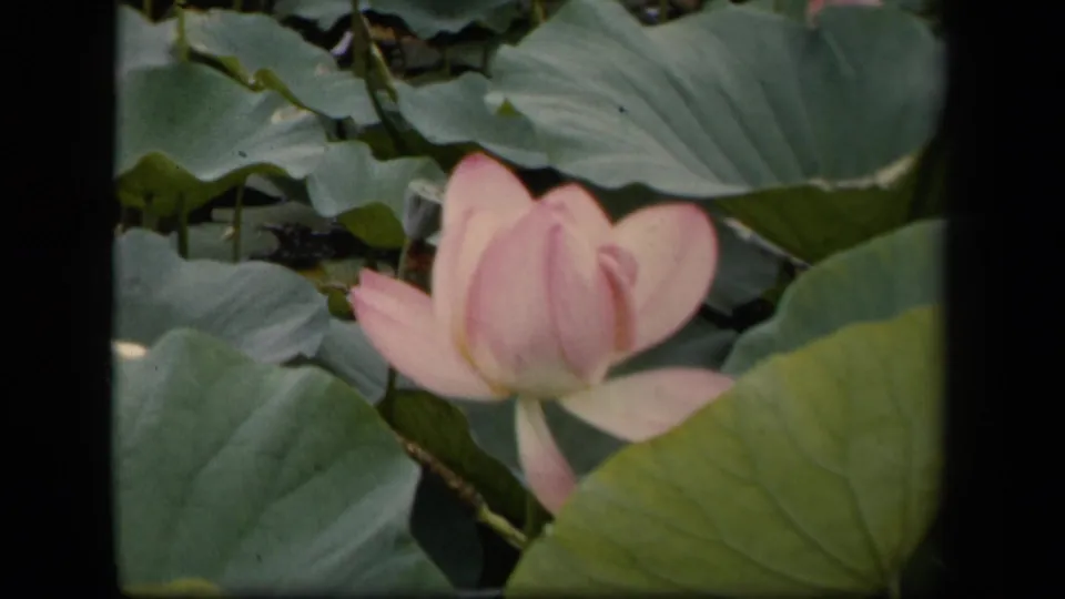 1943 Washington, DC 8mm frame showing a close view of a pink lotus flower with broad green lily pads around it.