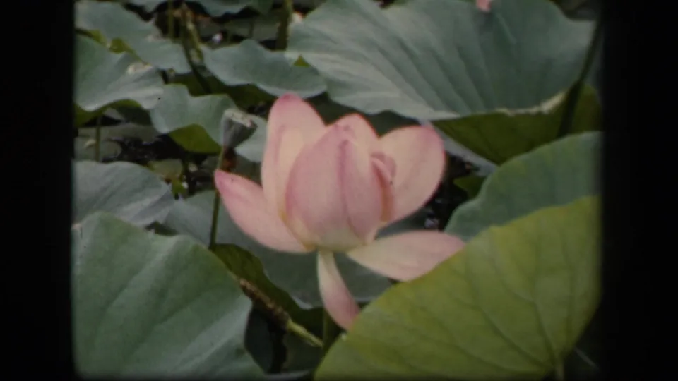 1943 Washington, DC 8mm frame showing a pink lotus blossom beside large lily pads, with pond water visible between leaves.