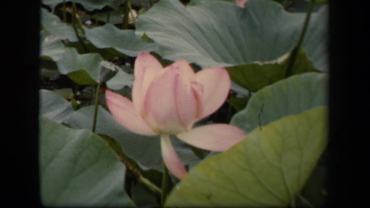 1943 Washington, DC 8mm frame showing a pink lotus bloom surrounded by broad green lily pads and pond stems.