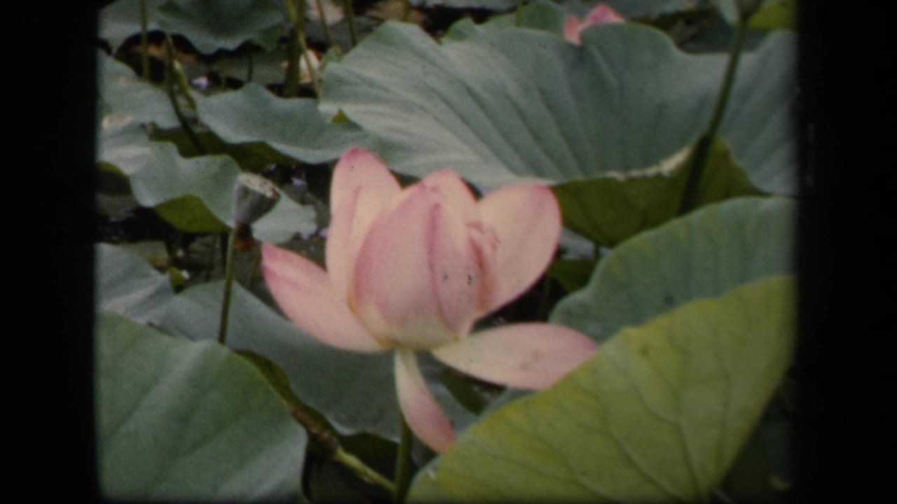 Pink lotus bloom with green leaves and dark pond water behind it.