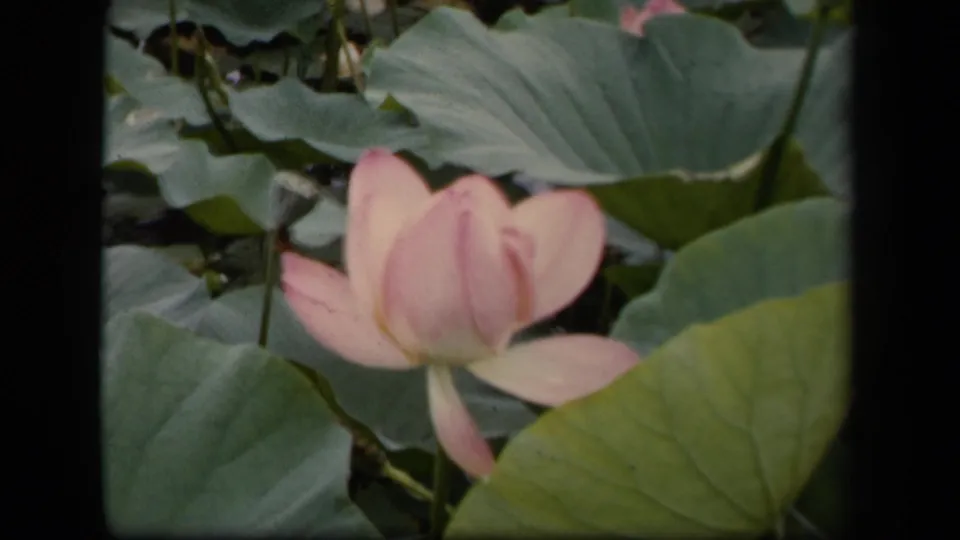 1943 Washington, DC 8mm frame showing a soft-focus pink lotus with broad green pond leaves around it.