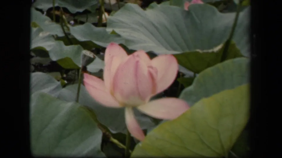 1943 Washington, DC 8mm frame of a pink lotus beside overlapping lily pads, with muted color and film grain.