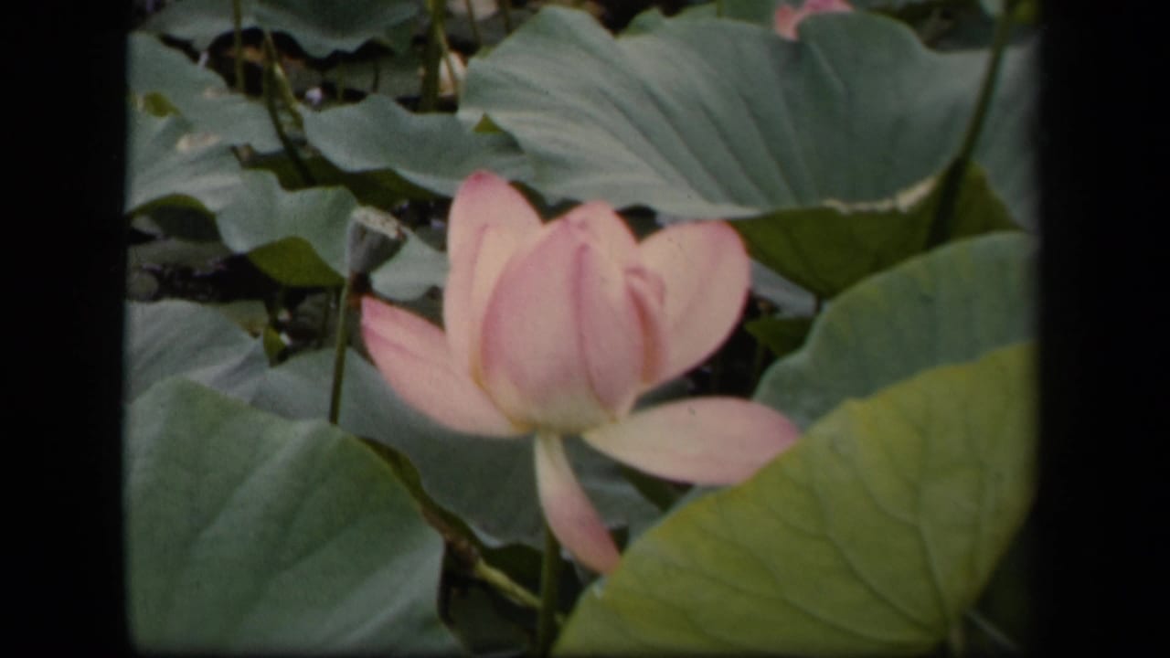 1943 Washington DC 8mm frame showing a pink water lily surrounded by green lily pads in dark pond water.
