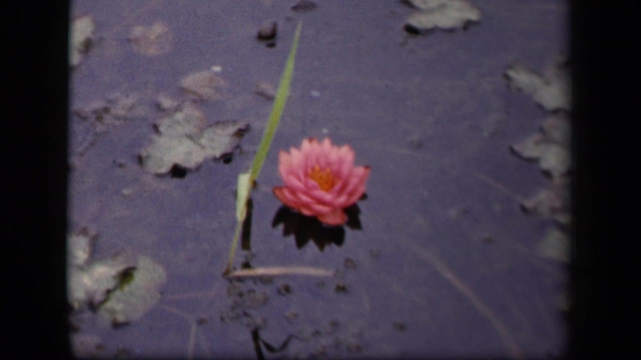 1943 Washington DC 8mm frame with a pink water lily on still dark water, near scattered lily pads and a slender green stem.