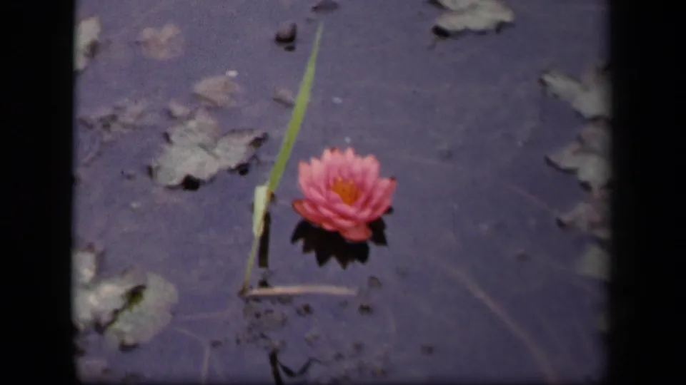 1943 Washington DC 8mm frame with a pink water lily on still dark water, near scattered lily pads and a slender green stem.