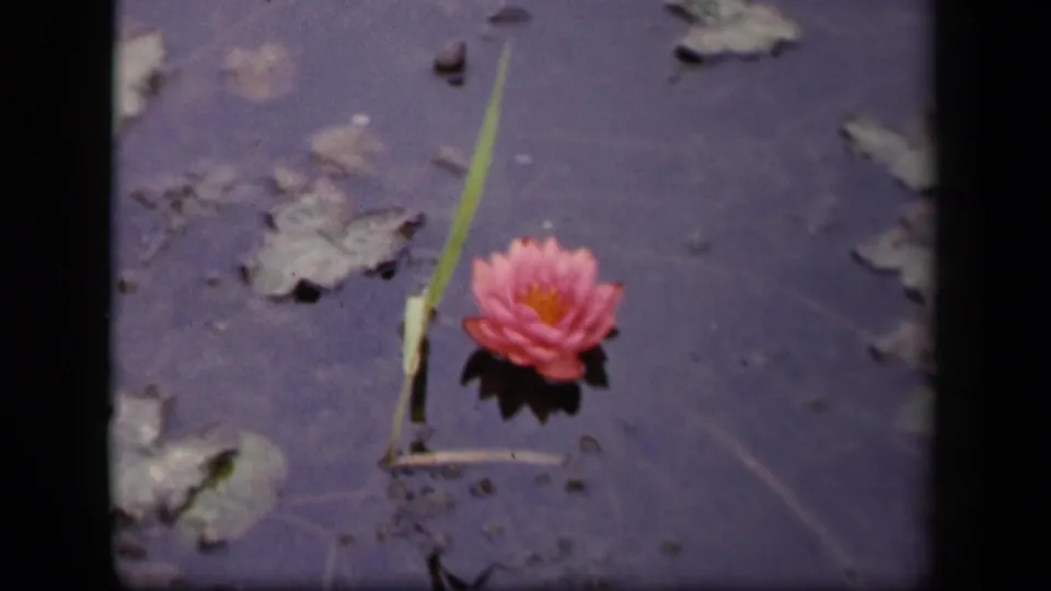 1943 Washington DC 8mm frame showing a pink water lily, upright green stem, and floating pads on a dark pond surface.