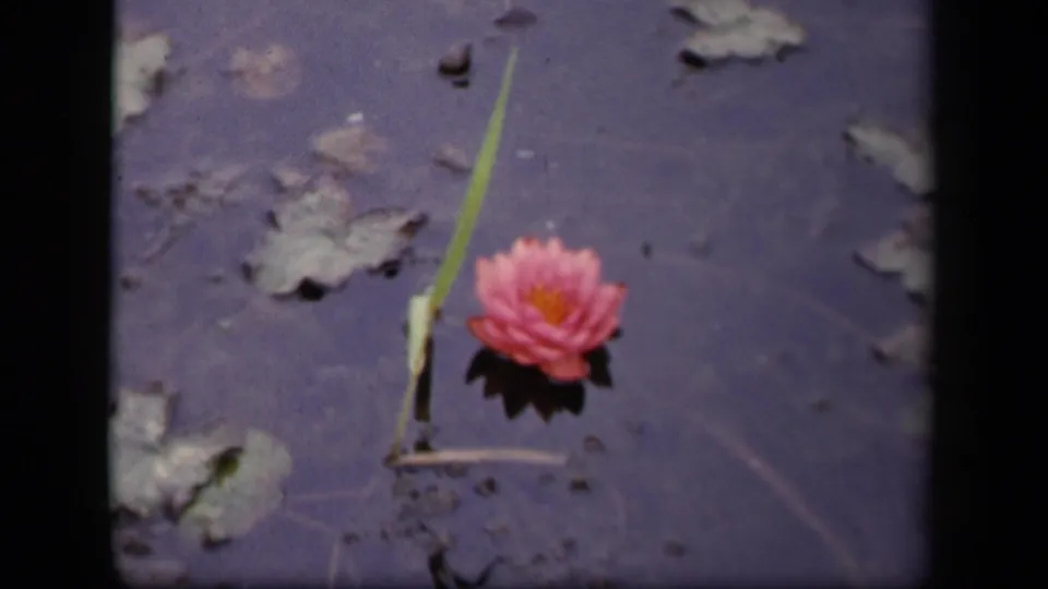 1943 Washington DC 8mm frame of a pink water lily on dark still water, with nearby lily pads and a slender green stem.